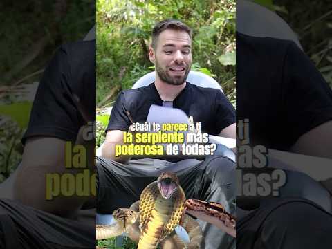 La Serpiente más FUERTE🐍