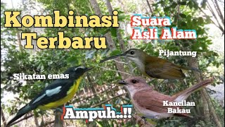 Download lagu Suara Pikat Sikatan Emas Ribut Kombinasi Paling Ampuh mp3