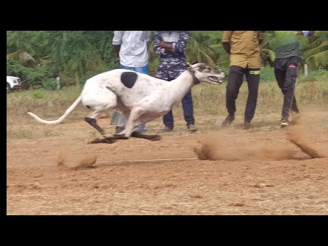 Greyhound Racing final 1st price and 2st price dog running video 😲🙄🔥💥👌/MRK