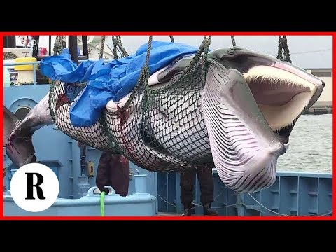 Giappone, di nuovo legale la caccia alle balene per scopi commerciali. Esemplari a rischio