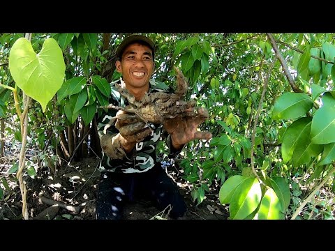 EP169:PART1- KINATIGAN NI BARBARO ANG KALDERO/ PAGDUKOT NG KURAY CATCH AND COOK