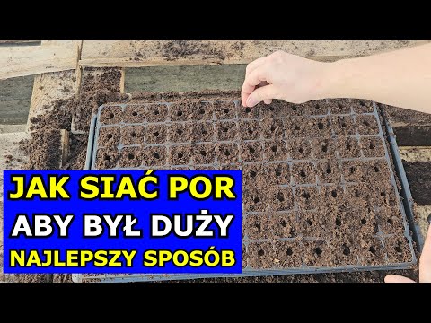 How to sow leeks to make them BIG and FAT. The best way to sow leeks. Leek seedlings, cultivation...