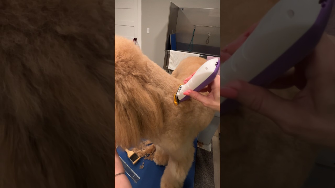 #dog Grooming for beginners just got easier! Brand new CLIPPER Joyzze Falcon