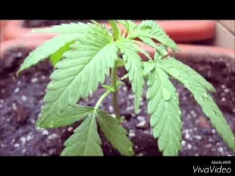 W SLOM FT DISEK RIMAS REALEZ 2015