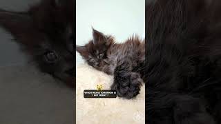 😾 Today Is Not Thursday | Maine Coon Cat #cutekitty