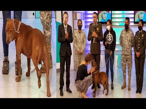 ¡Se busca! Un hogar para "Paloma"