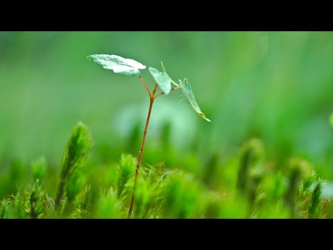 Das Gleichnis vom Sämann - Teil 2