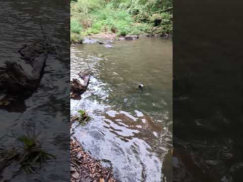 El Salto de don Mario en Buenos Aires de Palmares, Alajuela, Costa Rica
