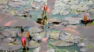 preview picture of video 'Balai Benih Ikan Balekambang SOLO'