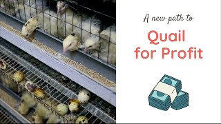A NEW FUN AND PROFITABLE WAY TO RAISE QUAIL!!!!!!!! LINK IN DESCRIPTION