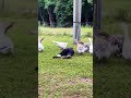 Woman Pretends To Faint To See How Her Geese Would React