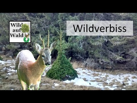 🦌🌲3 ways deer browse trees