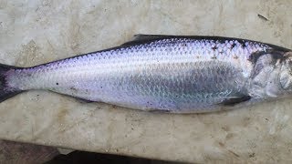 Можно ли ловить черноспинку в астрахани
