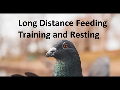 , title : 'Long Distance Feeding Training and Resting in Racing Pigeons'