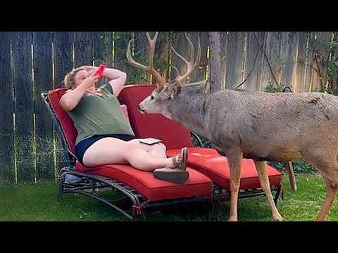 Quand les animaux pensent que personne ne regarde l'édition de l'arrière-cour