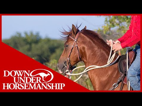 Clinton Anderson: Figuring Out the Cause of a Horse's Head Tossing Issue - Downunder Horsemanship