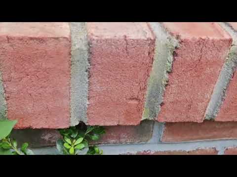 Foliage Around Home Contributing to Ant Infestation in Somerset, NJ