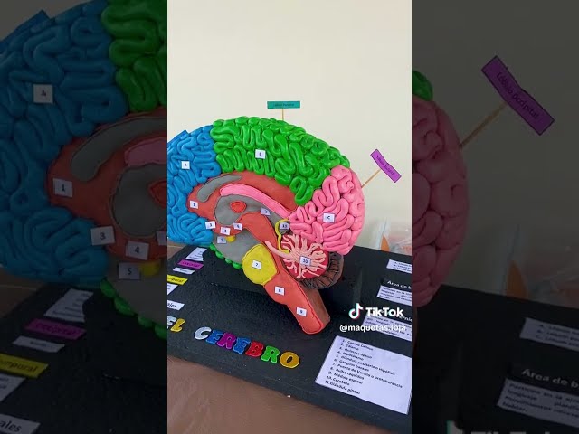 Vídeo relacionado con Baannaww Cerebro Maqueta-Modelo Anatomico Cerebro Adecuado Neurociencia Anatomia Humana Maqueta Cerebro Humano-25 * 25 * 15Cm Poder Regalos para Psicologos Estudiante de Medicina