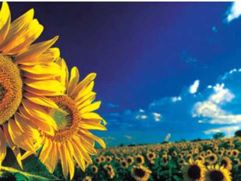 Alcione - Um ser de luz