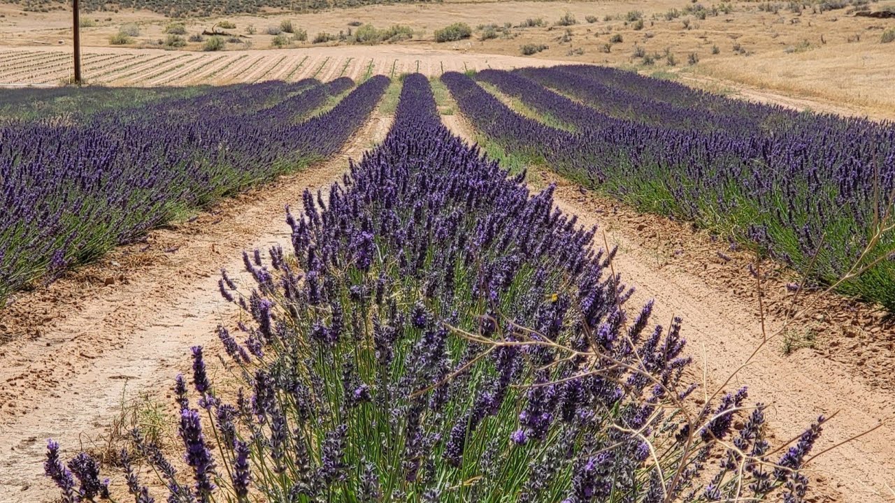 Weeding Lavender Using Custom Finger Weeder Setups