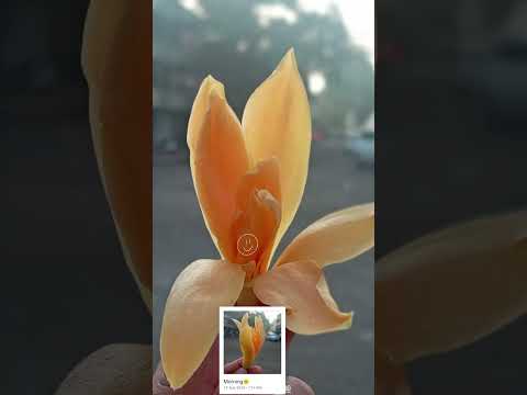 Good Morning🌞  ............... #nature #naturephotography #goodmorning #flowers