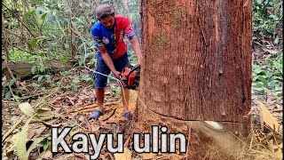 Download lagu Drama of the Ironwood to the Ants Who Have Controlled Wood for Hundreds of Years..!!i mp3 Download lagu Drama of the Ironwood to the Ants Who Have Controlled Wood for Hundreds of Years..!!i mp3