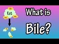 Bile - What Is Bile?