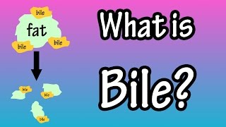 Bile - What Is Bile?