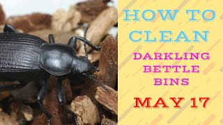Taking care of your Darkling Beetles - How to Maintain a Mealworm Farm