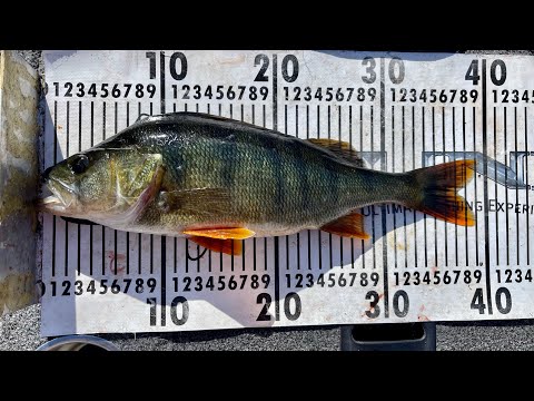 Ahvenen jigaus pähkinänkuoressa.