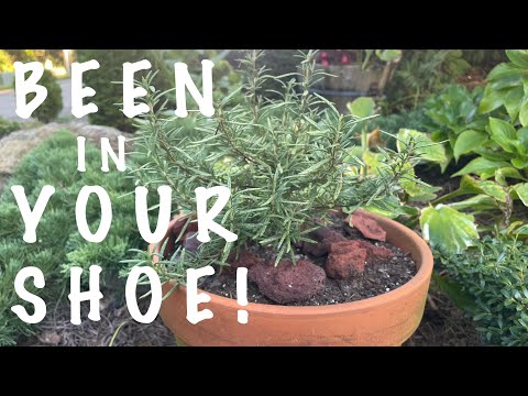 Essential Tips for Keeping Your Container Rosemary Thriving