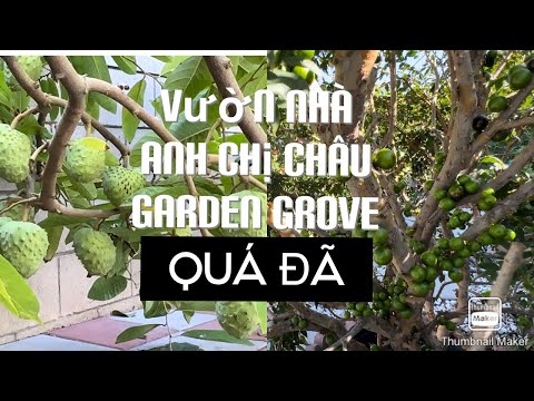 Tham Quan Vườn Nhà Anh Chị Châu Garden Grove Califórnia tt522
