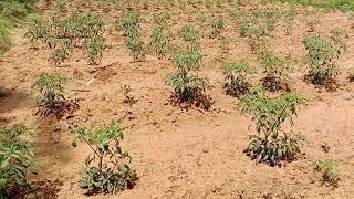 🙏6 Gunte agriculture farm land for sale malavalli 🙏
