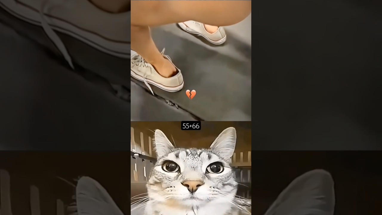 Feline Frenzy Dance Challenge: Can Cats Really Go Viral?