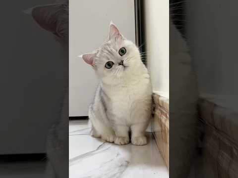 kitten Cute #cute #cat #catlovers #kitty #kitten #cats #cutecat #shortsfeed #shorts #catvideos #cats