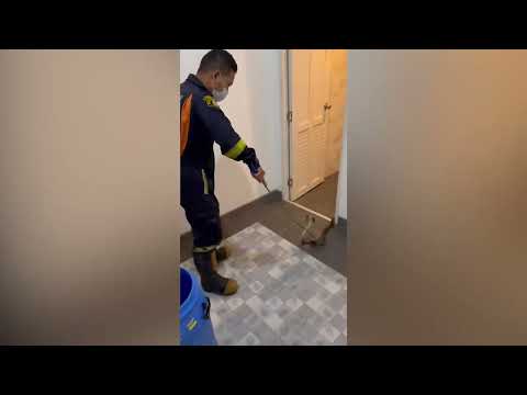 Firemen catch aggressive king cobra hiding in a residents toilet