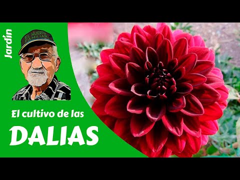 , title : '𝗗𝗔𝗟𝗜𝗔𝗦: Cómo cultivar Dalias - Guía completa.'