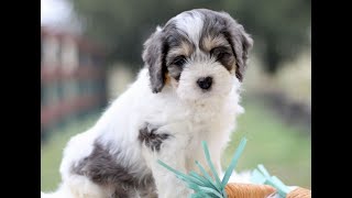 Video preview image #1 Cockapoo Puppy For Sale in GORDONVILLE, PA, USA