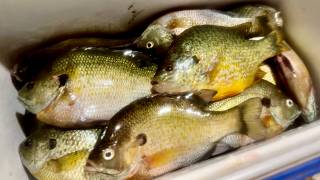 Catching ALL of the Big Bluegills! - Fall Bluegill Fishing!