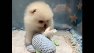 ポメラニアンの動画01