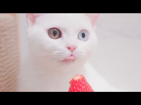 Belly, Ore and Reo try fruits | Cats eat fruits - YouTube