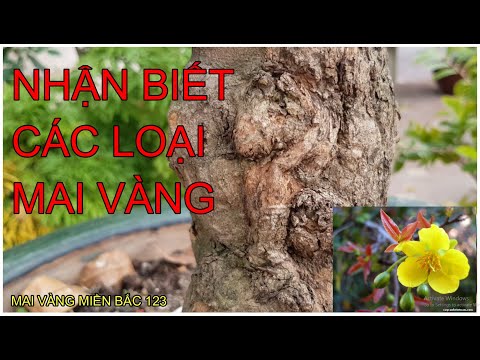 🔴 QBS2140 - CÁCH NHẬN BIẾT CÁC LOẠI MAI VÀNG || PHÂN BIỆT CÁC LOẠI MAI VÀNG || MAI VÀNG CÓ MẤY LOẠI