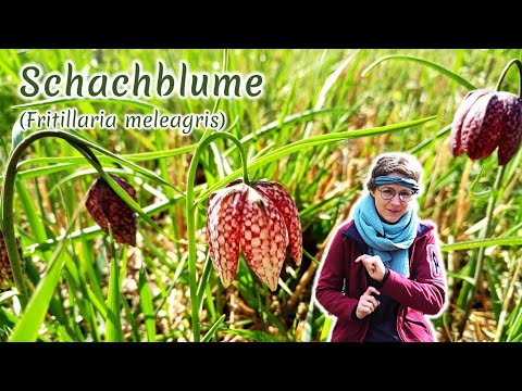 Schachblume (Fritillaria meleagris) - Artenporträt: Merkmale | Ökologie | Wissenswertes
