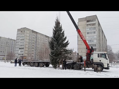 На территории школы № 1 установили большую ель к Новому году (05.12.25г., Бийское телевидение)
