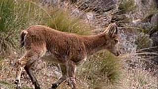 rita lee o bode e a cabra 0001