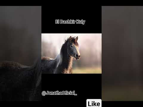 , title : 'caballo bashkir kuly top 5 caballos únicos en el mundo @jonathanOficial_ 10ksuscriptores'
