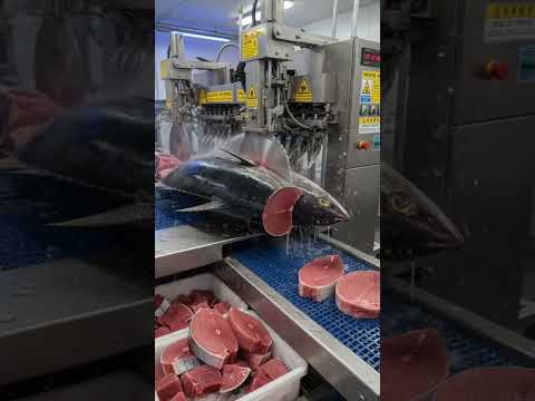 Warshadda Kalluunka Banaadir #fishing #Kalluun #farming #somalia #agriculture