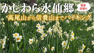 【かしわら水仙郷】高尾山から信貴山までハイキング