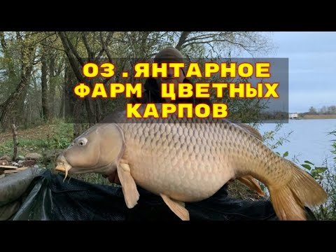 Фото СТРИМ РУССКАЯ РЫБАЛКА 4 прямой эфир рр4 rf4 russian fishing 4 stream live  лайв общение онлайн игра