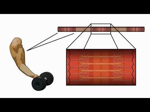 8.5 Lesson 2 Muscle Contraction